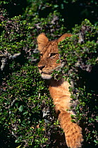Lion {Panthera leo} 6-months cub in Gardenia tree, Masai Mara, Kenya