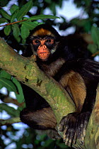 Yellow Bellied Spider Monkey (Ateles belzebuth belzebuth) Amazonian Ecuador South-America