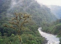 Primary rainforest of Napo Province, Ecuador.