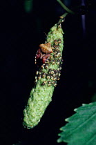 Parent Bug (Elasmucha grisea) guards her brood as they feed on Birch tree catkin.