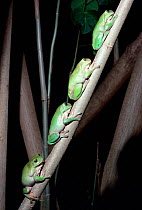 Green Treefrogs (Litoria caerulea) Lady Elliot Is Great Barrier Reef, Australia.