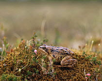 Moor Frog (Rana arvalis) Sweden