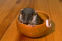 Common ringtail possum {Pseudocheirus peregrinus} Orphan in wooden bowl, Victoria, Australia.