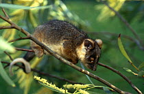 Common ringtail possum {Pseudocheirus peregrinus}captive orphan, Victoria, Australia.