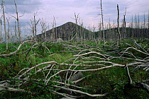 Dead forest in sub alpine zone (taiga). Sikhote Alin range, Siberia, (Ussuriland)