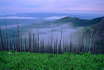 Dead forest in sub alpine zone (Taiga). Sikhote Aalin range, Siberia (Ussuriland)