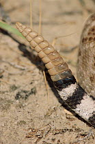 Rattle of Western diamondback rattlesnake, NM, USA
