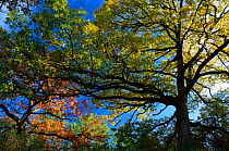Looking up at Autumn canopy in Oak (Quercus sp)woodland, Wisconsin, USA