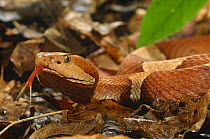 Broad banded copperhead snake (Agkistrodon contortrix) USA, captive