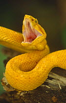 Eyelash viper in threat display (Bothriechis schlegli) Costa Rica, captive