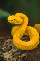 Eyelash viper (Bothriechis schlegli) (Cothatechis) Costa Rica, captive