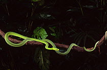 Eastern green mamba (Dendroaspis angusticeps) captive