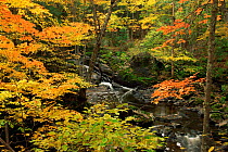 Autumn woodland foliage surrounding Kakabicka Falls, Michigan, USA