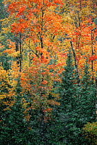 Autum colours in Michigan broadleaf forest, Michigan, USA