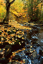 Autumn colours in woodland beside river, Michigan, USA