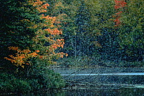 Early snow fall in autumn woodland, Michigan, USA