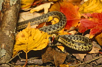 Common garter snake in defensive posture (Thamnophis sirtalis) Acadia NP, Maine, USA