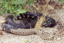 Common kingsnake eats Western diamond-back rattlesnake. USA, captive