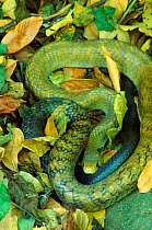 Indigo snake (Drymarchon corais) among leaves. Guanacaste NP, Costa Rica