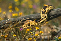 Pine gopher snake (Pituophis melanoleucus) California, USA