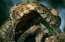 Indian python (Python molurus) coiled, Bharatpur / Keoladeo Ghana NP, India