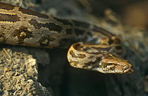 Indian python (Python molurus) Keoladeo Ghana NP, Bharatpur, Rajasthan, India