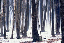 Deciduous forest in snow, Wisconsin, USA