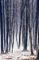Deciduous forest in snow, Wisconsin, USA