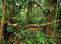 Black and yellow rat snake (Spilotes pullatus) crawling along tree trunk in amazonia rainforest, Ecuador