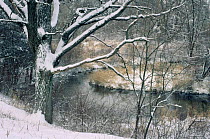 Snow covered Oak tree (Quercus sp) beside creek in deep winter, Wisconsin, USA, sequence 1 / 6