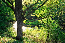 Oak tree (Quercus sp) beside creek in late spring, Wisconsin, USA, sequence 3 / 6