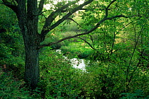 Oak tree (Quercus sp) beside creek in summer, Wisconsin, USA, sequence 4 / 6
