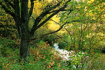 Oak tree (Quercus sp) beside creek in autumn, Wisconsin, USA, sequence 5 / 6