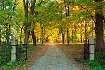 Looking down driveway through gates in autumn, Wisconsin, USA, sequence 4 / 4