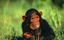 Chimpanzee {Pan troglodytes} portrait of orphaned 2-year juvenile 'Naika', Sweetwater Sanctuary, Kenya