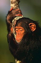 Chimpanzee {Pan troglodytes} orphaned 2 year old juvenile, resting against branch, Sweetwater Sanctuary, Kenya