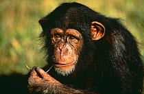 Chimpanzee {Pan troglodytes} portrait of orphaned juvenile 'Sophie', sucking piece of grass, Sweetwater Sanctuary, Kenya