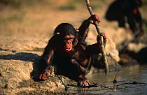 Chimpanzee {Pan troglodytes} 2-year orphan 'Naiki' playing with stick, Sweetwater Sanctuary, Kenya