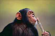Chimpanzee {Pan troglodytes} portrait of orphaned 2-year juvenile, chewing branch, Sweetwater Sanctuary, Bahati, Kenya