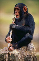 Chimpanzee {Pan troglodytes} portrait of orphaned 2-year juvenile, sitting on rock and chewing branch, Sweetwater Sanctuary, Bahati, Kenya