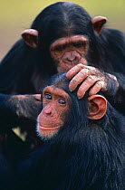 Chimpanzee {Pan troglodytes} grooming companion Sweetwater Sanctuary, Mahesa, Kenya
