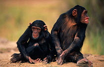 Chimpanzee {Pan troglodytes} orphaned 2-year juveniles, 'Kisa' on left, Sweetwater Sanctuary, Kenya