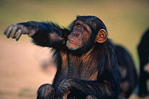 Chimpanzee {Pan troglodytes} portrait of orphaned juvenile 'Sophie' reaching hand out and protesting,  Sweetwater Sanctuary, Kenya