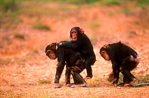 Chimpanzee juvenile orphans at Sanctuary in Kenya