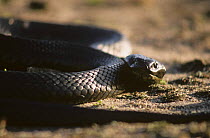 Black tiger snake (Notechis ater) Bass strait, Chappell Island, Australia