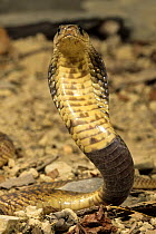 Portrait of Banded Egyptian cobra {Naja haje annulifera} displaying hood, captive