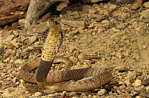 Banded egyptian cobra displaying (Naja haje annulifera) captive
