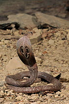 Ceylonese cobra displaying hood