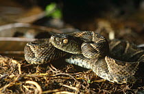 Fer de lance snake / Central american lancehead {Bothrops asper} Costa Rica