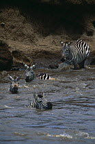 Common zebra {Equus quagga} crossing Mara river during migration, Masai Mara GR, Kenya